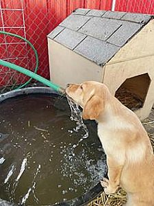 AKC YELLOW LAB PUPPIES