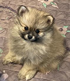 POMERANIAN PUPPIES