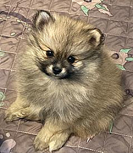 POMERANIAN PUPPIES