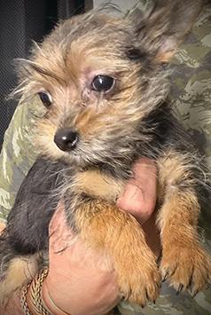 CHORKIE CHIHUAHUA/ YORKIE