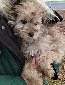 YORKIE CAIRN MIX PUPPIES