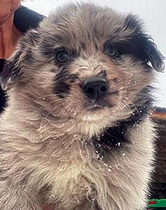 BORDER COLLIE/ AUSTRALIAN SHEPHERD PUPPY