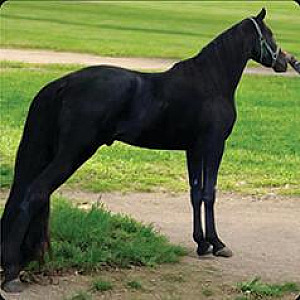 BLACK 16.1H TWHBEA STALLION