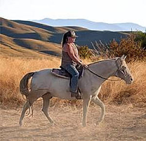 PERLINO TWHBEA STALLION