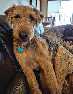 AIREDALE TERRIER