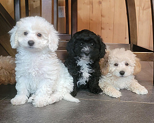 FIVE ADORABLE MALTIPOO PUPPIES