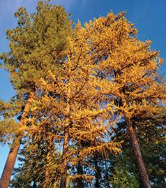 READY TO BUILD! 11 ACRES IN SPOKANE COUNTY