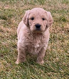 BEAUTIFUL STANDARD GOLDENDOODLE PUPPIES