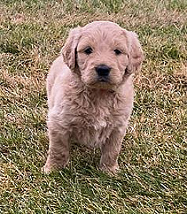 BEAUTIFUL STANDARD GOLDENDOODLE PUPPIES