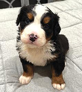 BERNESE MOUNTAIN DOG PUPPIES