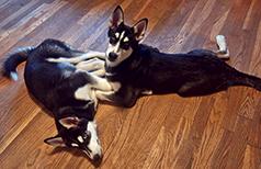HUSKY MALAMUTE GIRLS, FIVE MONTHS OLD