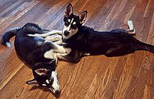 HUSKY MALAMUTE GIRLS, FIVE MONTHS OLD