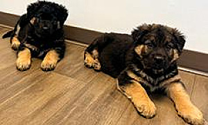 GERMAN SHEPHERD MIXED PUPPIES