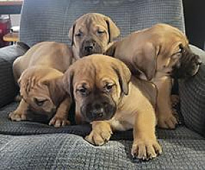 GLADIATOR MASTIFF PUPPIES