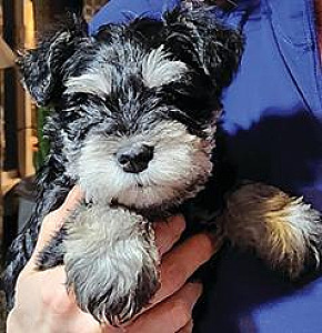 AKC REG. MINI SCHNAUZER PUPPIES