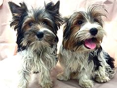 BIEWER TERRIERS
