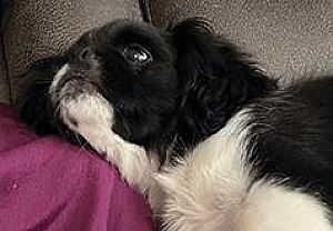 SHIH TZU PUPPIES BORN SEPTEMBER 21