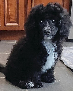 ADORABLE MALTESE/ POODLE MIX PUPPY