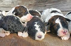 MINIATURE/ MOYEN POODLE PUPPIES