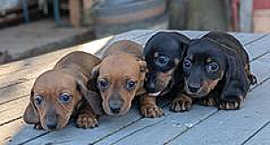 BEAUTIFUL MINI DACHSHUND PUPPIES