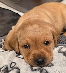 FOX RED & YELLOW AKC LABRADORS