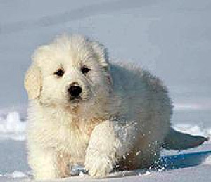 100% GREAT PYRENEES MALE PUPPY