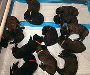 AKC IRISH WOLFHOUND PUPPIES