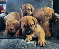 GLADIATOR MASTIFF PUPPIES