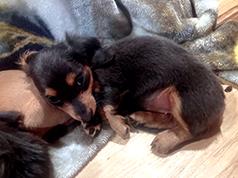 MINI DACHSHUND PUPPIES