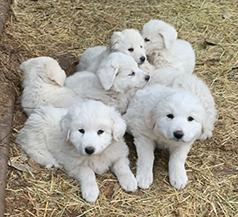 AKBASH PYRENEES PUPPIES