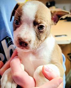 PUPPIES FOR REHOMING, SIX PUPPIES AVAILABLE