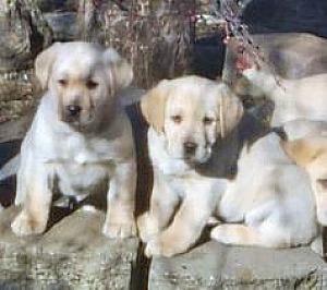 PUREBRED YELLOW LABRADOR RETRIEVER PUPPIES!