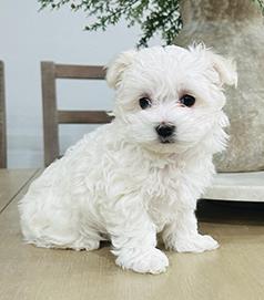 PURE WHITE MALTESE PUPPY