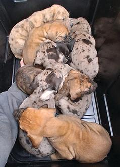 SUPER SWEET GREAT DANES