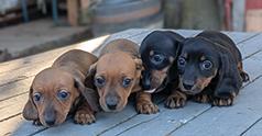BEAUTIFUL MINI DACHSHUND PUPPIES