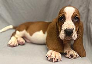 PUREBRED BASSET HOUND PUPPIES