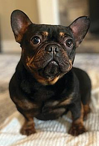 BEAUTIFUL BLACK & TAN FRENCHIE GIRL