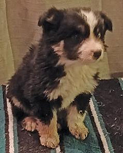 BLACK TRI FEMALE AUSSIE PUPPIES