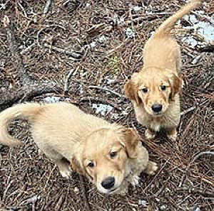 FULLY AKC REG. GOLDEN RETRIEVER FULLY PUPPIES