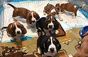 CKC REG. BASSET HOUND PUPPIES