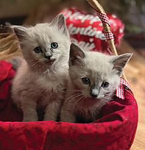 PRECIOUS SIAMESE KITTENS