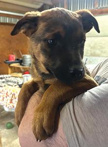 ROTTWEILER BELGIAN MALE MIX