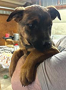 ROTTWEILER BELGIAN MALE MIX