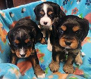 AUSSALIER PUPPIES