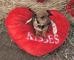 CUTE FRIENDLY CHIWEENIE 