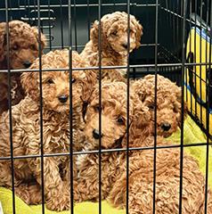 F1BB MINI GOLDENDOODLE PUPPIES