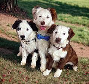 MINIATURE AUSSIEDOODLE PUPPIES