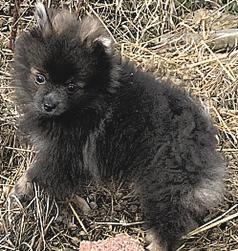 POMERANIAN PUPPY