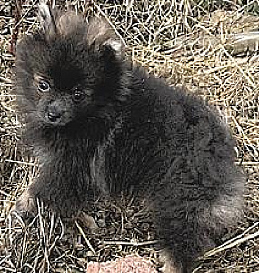 POMERANIAN PUPPY