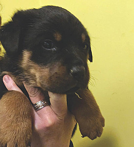 ADORABLE ROTTWEILER PUPPIES